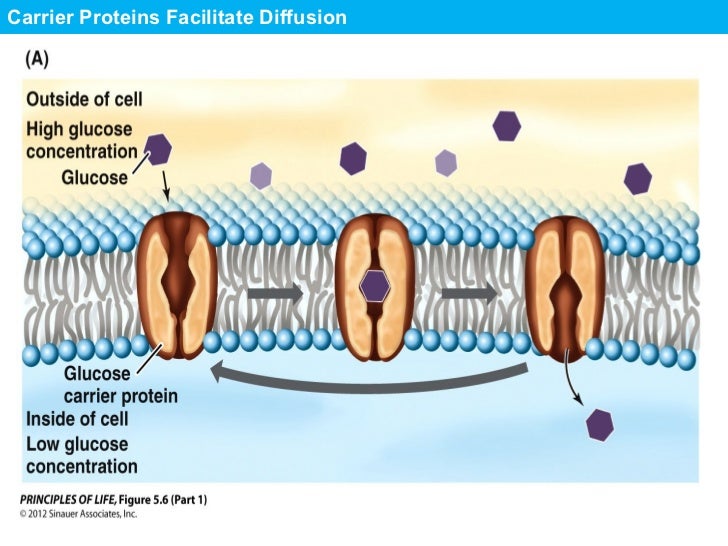 Bio 189 cell_membranes_and_signaling_spr