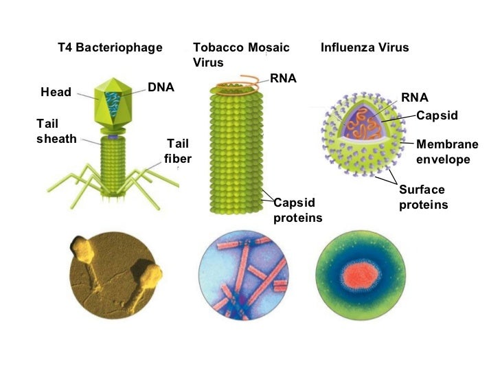 Chapter 19 lecture Viruses & Bacteria