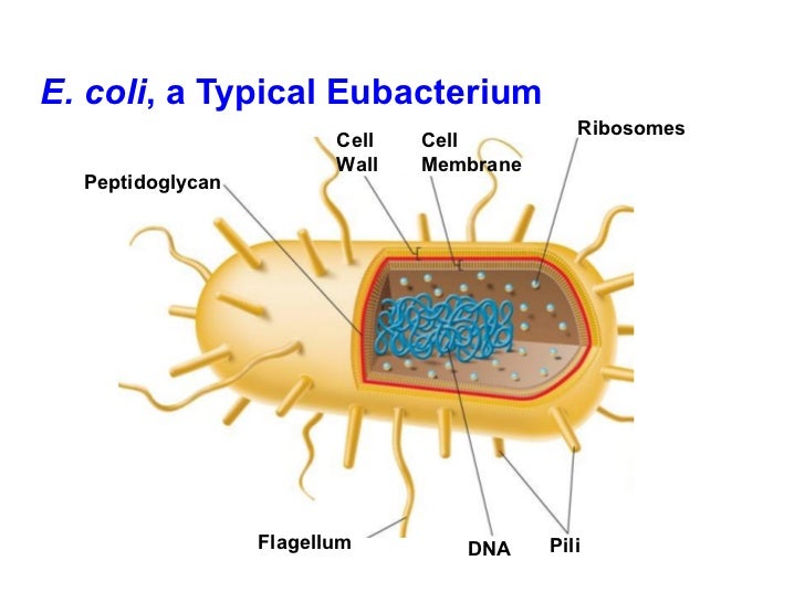 Chapter 19 lecture Viruses & Bacteria
