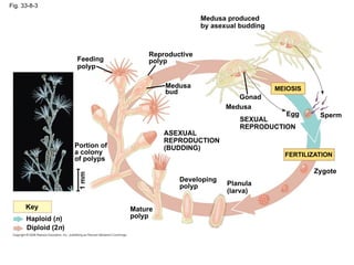 Comprehensive Overview of Animalia: Characteristics, Classification ...