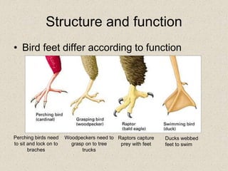 [Bio1] ch 1 evolution the themes of biology and scientific inquiry | PPTX