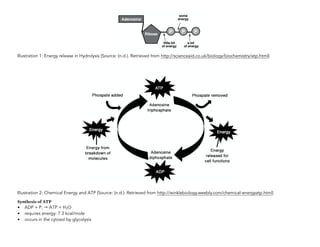 Illustration 1: Energy release in Hydrolysis (Source: (n.d.). Retrieved from http://scienceaid.co.uk/biology/biochemistry/atp.html)
Illustration 2: Chemical Energy and ATP (Source: (n.d.). Retrieved from http://winklebiology.weebly.com/chemical-energyatp.html)
Synthesis of ATP
• ADP + Pi → ATP + H2O
• requires energy: 7.3 kcal/mole
• occurs in the cytosol by glycolysis  
 