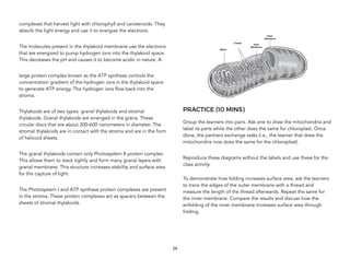 complexes that harvest light with chlorophyll and carotenoids. They
absorb the light energy and use it to energize the electrons.
The molecules present in the thylakoid membrane use the electrons
that are energized to pump hydrogen ions into the thylakoid space.
This decreases the pH and causes it to become acidic in nature. A
large protein complex known as the ATP synthase controls the
concentration gradient of the hydrogen ions in the thylakoid space
to generate ATP energy. The hydrogen ions flow back into the
stroma. 
Thylakoids are of two types: granal thylakoids and stromal
thylakoids. Granal thylakoids are arranged in the grana. These
circular discs that are about 300-600 nanometers in diameter. The
stromal thylakoids are in contact with the stroma and are in the form
of helicoid sheets. 
The granal thylakoids contain only Photosystem II protein complex.
This allows them to stack tightly and form many granal layers with
granal membrane. This structure increases stability and surface area
for the capture of light. 
The Photosystem I and ATP synthase protein complexes are present
in the stroma. These protein complexes act as spacers between the
sheets of stromal thylakoids.
PRACTICE (10 MINS)
Group the learners into pairs. Ask one to draw the mitochondria and
label its parts while the other does the same for chloroplast. Once
done, the partners exchange tasks (i.e., the learner that drew the
mitochondria now does the same for the chloroplast).
Reproduce these diagrams without the labels and use these for the
class activity.
To demonstrate how folding increases surface area, ask the learners
to trace the edges of the outer membrane with a thread and
measure the length of the thread afterwards. Repeat the same for
the inner membrane. Compare the results and discuss how the
enfolding of the inner membrane increases surface area through
folding.
24
 