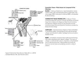 Connective Tissue—These tissues are composed of the
following:
BLOOD —made up of plasma (i.e., liquid extracellular matrix);
contains water, salts, and dissolved proteins; erythrocytes that
carry oxygen (RBC), leukocytes for defense (WBC), and platelets
for blood clotting.
CONNECTIVE TISSUE PROPER (CTP)—made up of loose
connective tissue that is found in the skin and fibrous connective
tissue that is made up of collagenous fibers found in tendons
and ligaments. Adipose tissues are also examples of loose
connective tissues that store fats which functions to insulate the
body and store energy.
CARTILAGE —characterized by collagenous fibers embedded
in chondroitin sulfate. Chondrocytes are the cells that secrete
collagen and chondroitin sulfate. Cartilage functions as cushion
between bones.
BONE —mineralized connective tissue made by bone-forming
cells called osteoblasts which deposit collagen. The matrix of
collagen is combined with calcium, magnesium, and phosphate
ions to make the bone hard. Blood vessesl and nerves are
found at a central canal surrounded by concentric circles of
osteons.
Figure 2: Connective Tissue (Source: Reece JB, U. L. (2010).
Campbell Biology 10th. San Francisco (CA):.)
 