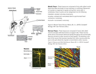 Muscle Tissue—These tissues are composed of long cells called muscle
fibers that allow the body to move voluntary or involuntary. Movement
of muscles is a response to signals coming from nerve cells. In
vertebrates, these muscles can be categorized into the following:
• skeletal—striated; voluntary movements
• cardiac—striated with intercalated disk for synchronized heart
contraction; involuntary
• smooth—not striated; involuntary
Figure 3: Muscle Tissue (Source: Reece JB, U. L. (2010). Campbell
Biology 10th. San Francisco (CA):.)
Nervous Tissue—These tissues are composed of nerve cells called
neurons and glial cells that function as support cells. These neurons
sense stimuli and transmit electrical signals throughout the animal body.
Neurons connect to other neurons to send signals. The dendrite is the
part of the neuron that receives impulses from other neurons while the
axon is the part where the impulse is transmitted to other neurons.
Figure 4: Neurons and Glial Cells (Source: Reece JB, U. L. (2010). Campbell
Biology 10th. San Francisco (CA):.) 
 