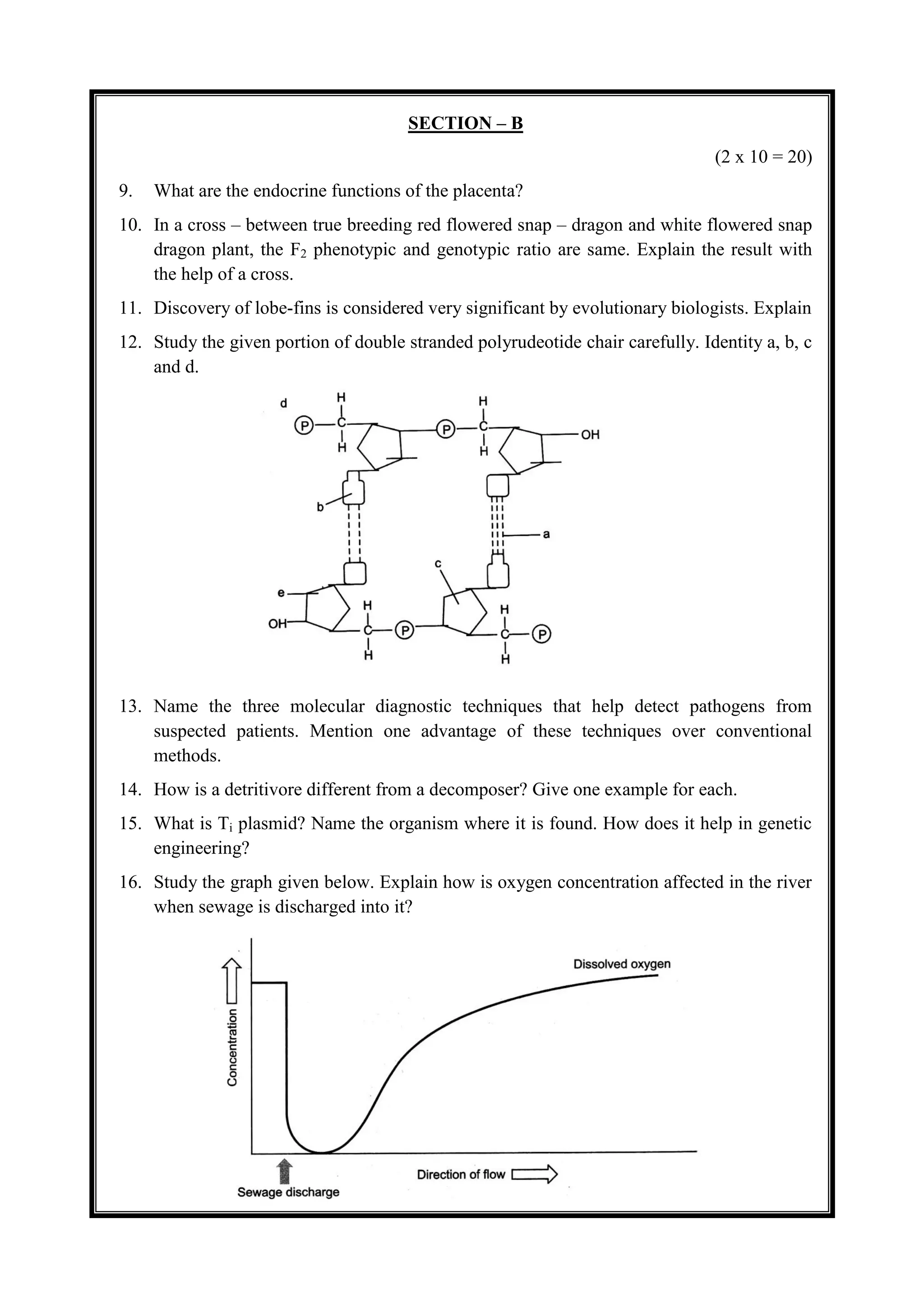 SECTION – B
(2 x 10 = 20)
9. What are the endocrine functions of the placenta?
10. In a cross – between true breeding red flowered snap – dragon and white flowered snap
dragon plant, the F2 phenotypic and genotypic ratio are same. Explain the result with
the help of a cross.
11. Discovery of lobe-fins is considered very significant by evolutionary biologists. Explain
12. Study the given portion of double stranded polyrudeotide chair carefully. Identity a, b, c
and d.
13. Name the three molecular diagnostic techniques that help detect pathogens from
suspected patients. Mention one advantage of these techniques over conventional
methods.
14. How is a detritivore different from a decomposer? Give one example for each.
15. What is Ti plasmid? Name the organism where it is found. How does it help in genetic
engineering?
16. Study the graph given below. Explain how is oxygen concentration affected in the river
when sewage is discharged into it?
 