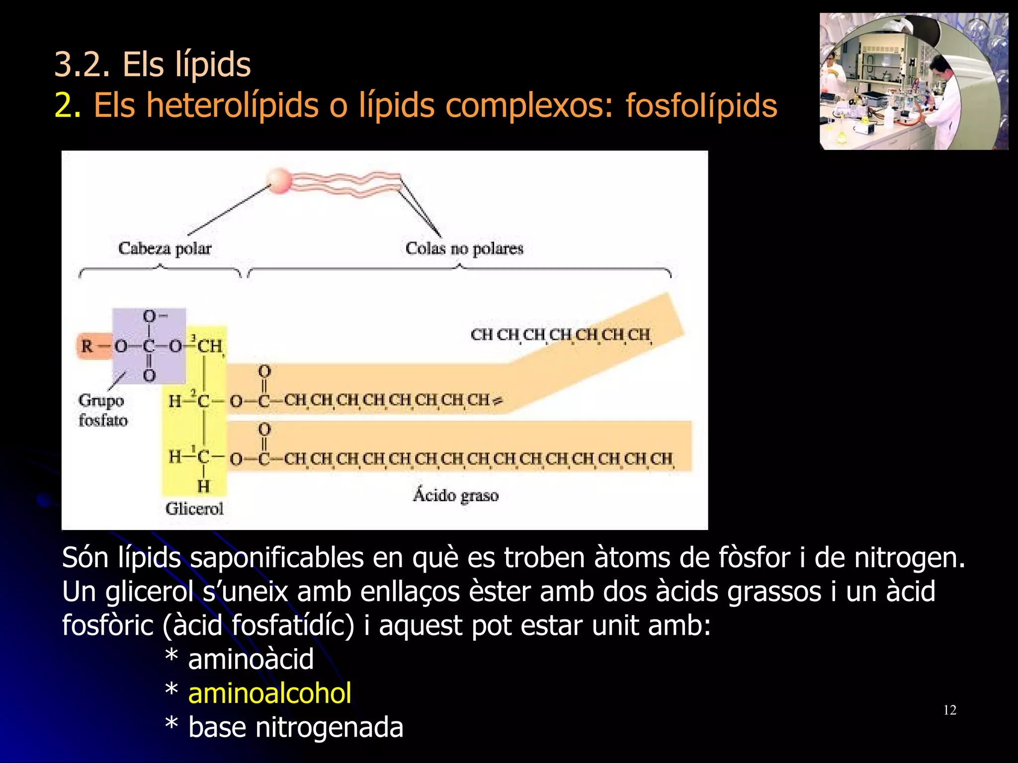 Són lípids saponificables en què es troben àtoms de fòsfor i de nitrogen. Un glicerol s’uneix amb enllaços èster amb dos àcids grassos i un àcid fosfòric (àcid fosfatídíc) i aquest pot estar unit amb: * aminoàcid *  aminoalcohol * base nitrogenada 3.2. Els lípids 2.  Els heterolípids o lípids complexos:  fosfolípids 