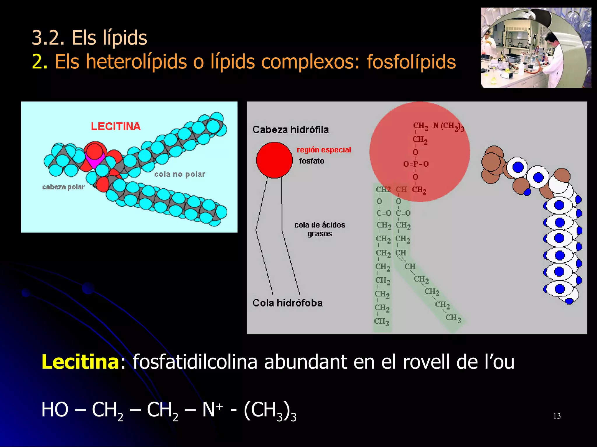 Lecitina : fosfatidilcolina abundant en el rovell de l’ou HO – CH 2  – CH 2  – N +  - (CH 3 ) 3 3.2. Els lípids 2.  Els heterolípids o lípids complexos:  fosfolípids 