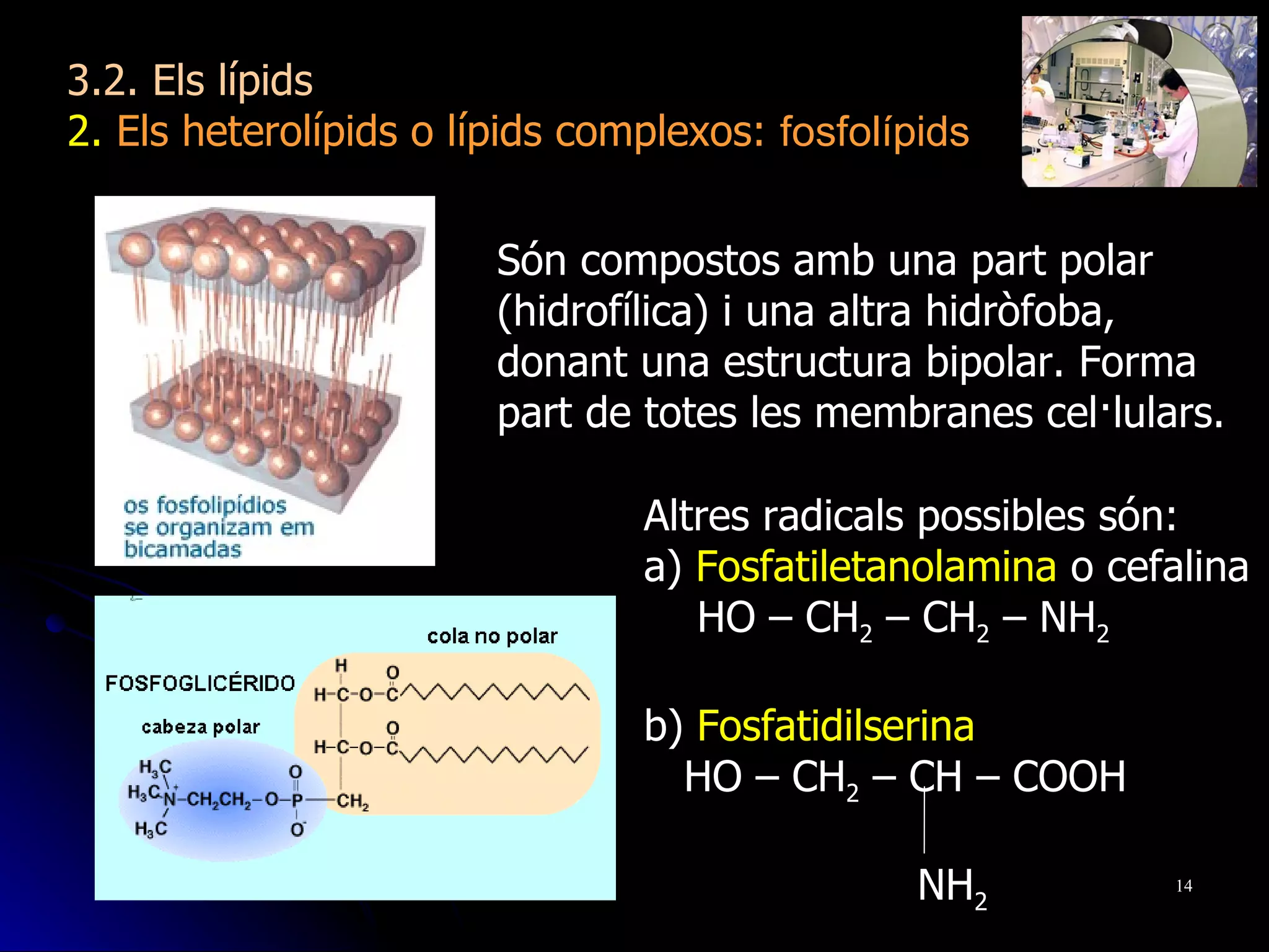 Són compostos amb una part polar (hidrofílica) i una altra hidròfoba, donant una estructura bipolar. Forma part de totes les membranes cel·lulars.   Altres radicals possibles són: a)  Fosfatiletanolamina  o cefalina HO – CH 2  – CH 2  – NH 2 b)  Fosfatidilserina HO – CH 2  – CH – COOH   NH 2 3.2. Els lípids 2.  Els heterolípids o lípids complexos:  fosfolípids 
