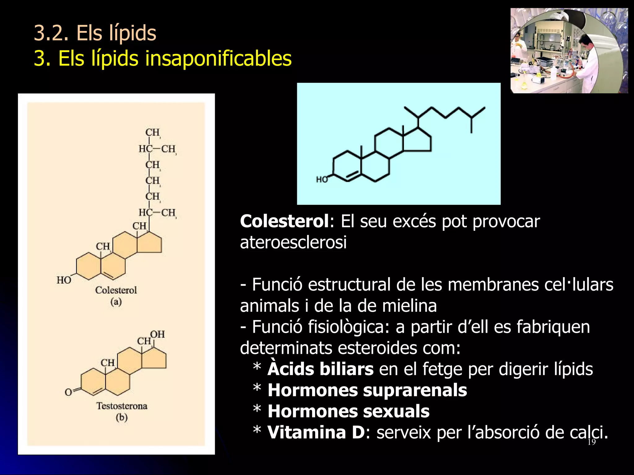 Colesterol : El seu excés pot provocar ateroesclerosi - Funció estructural de les membranes cel·lulars animals i de la de mielina - Funció fisiològica: a partir d’ell es fabriquen determinats esteroides com: *  Àcids biliars  en el fetge per digerir lípids *  Hormones suprarenals *  Hormones sexuals *  Vitamina D : serveix per l’absorció de calci.  3.2. Els lípids 3. Els lípids insaponificables  