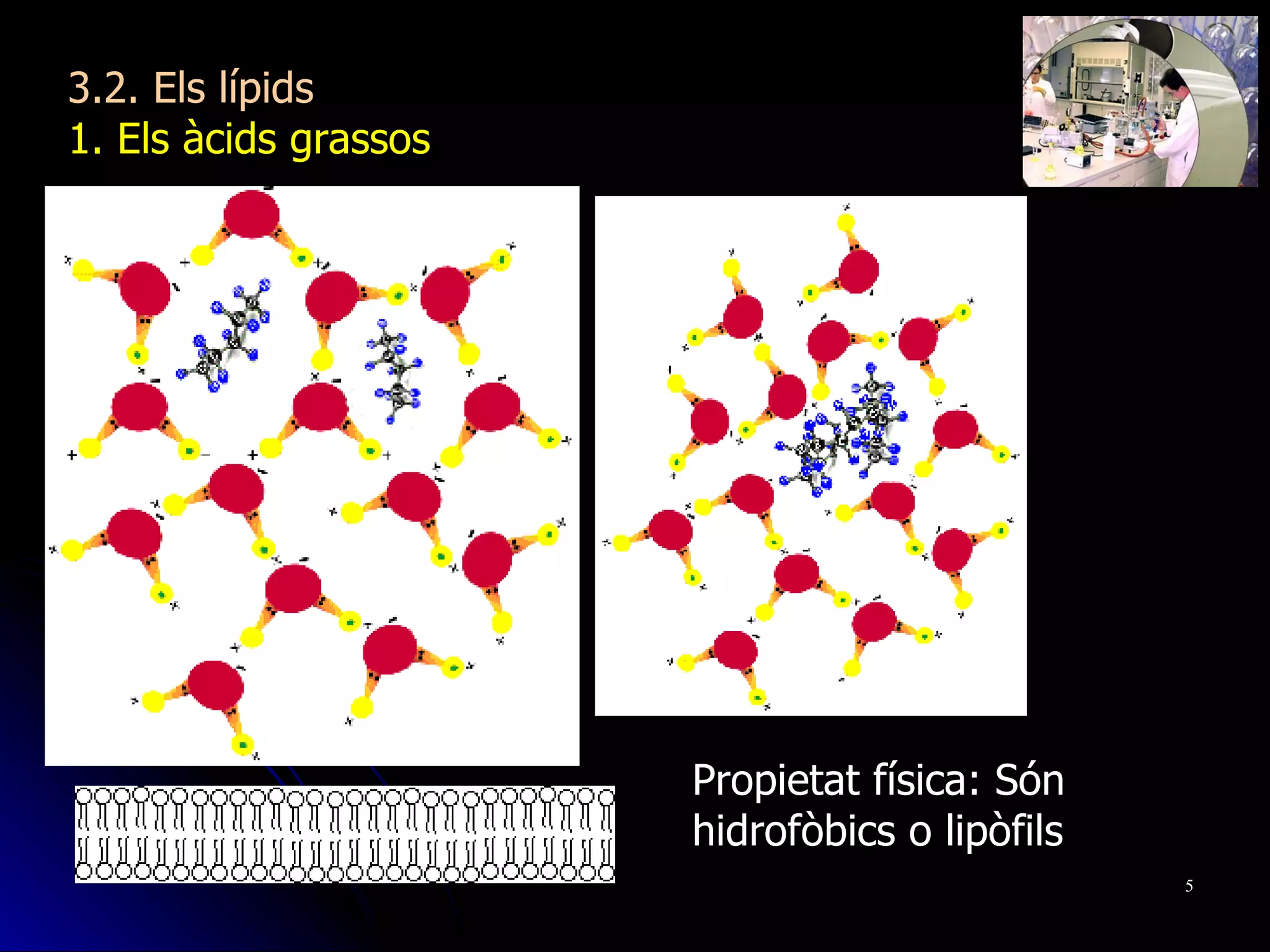 3.2. Els lípids 1. Els àcids grassos Propietat física: Són hidrofòbics o lipòfils 