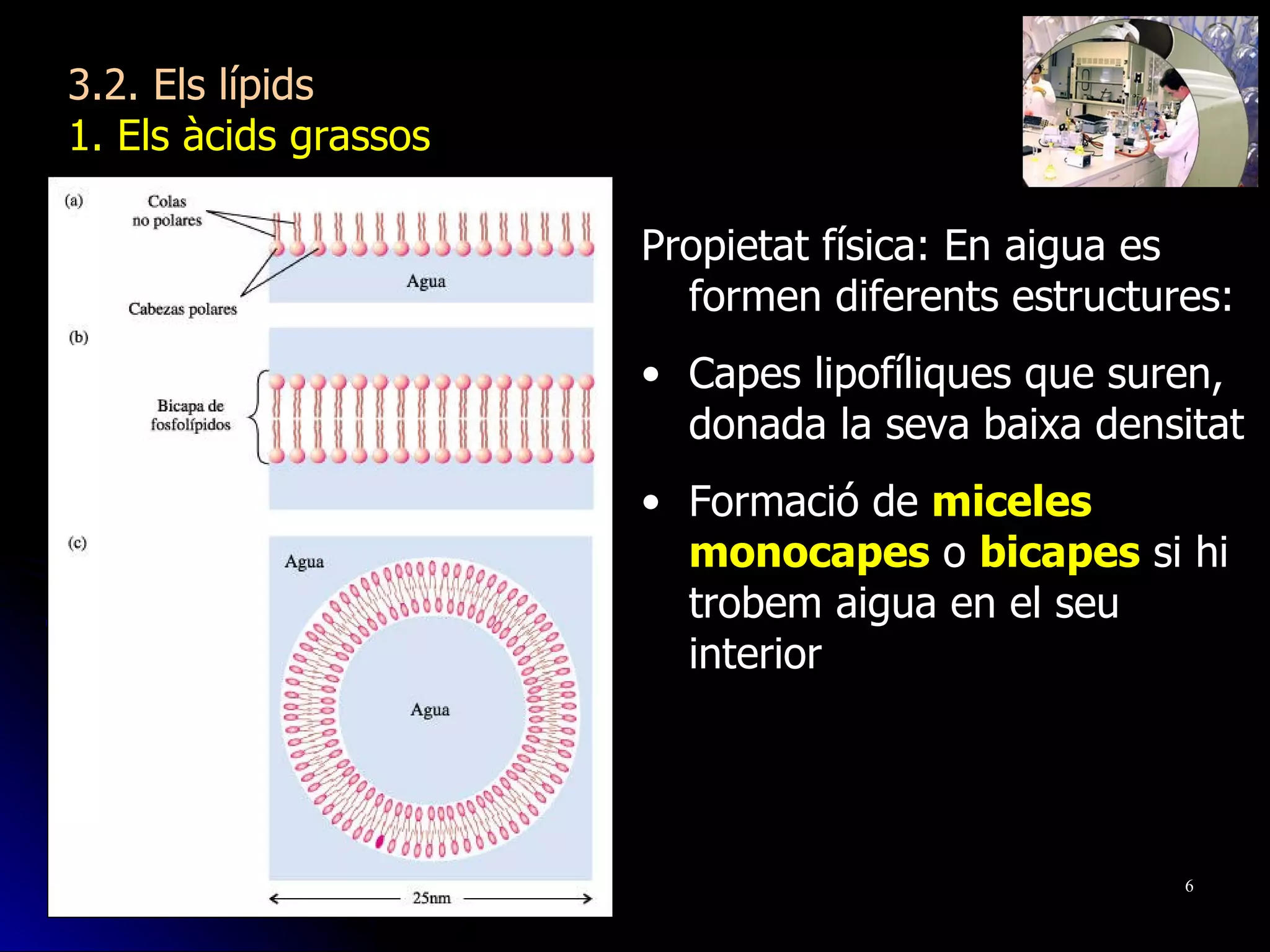 3.2. Els lípids 1. Els àcids grassos Propietat física: En aigua es formen diferents estructures: Capes lipofíliques que suren, donada la seva baixa densitat Formació de  miceles monocapes  o  bicapes  si hi trobem aigua en el seu interior 