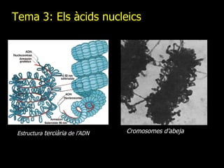 Tema 3: Els àcids nucleics Estructura  terciària  de l’ADN Cromosomes d’abeja 