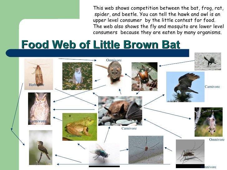 Miranda Campbell pd.4 Little Brown Bat