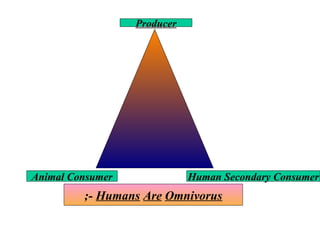 Producer Human Secondary Consumer Animal Consumer ;-  Humans   Are   Omnivorus 