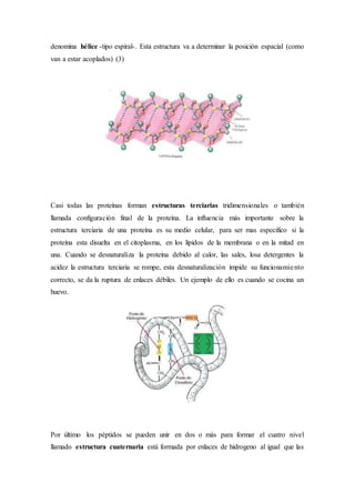 denomina hélice -tipo espiral-. Esta estructura va a determinar la posición espacial (como
van a estar acoplados) (3)
Casi todas las proteínas forman estructuras terciarias tridimensionales o también
llamada configuración final de la proteína. La influencia más importante sobre la
estructura terciaria de una proteína es su medio celular, para ser mas especifico si la
proteína esta disuelta en el citoplasma, en los lípidos de la membrana o en la mitad en
una. Cuando se desnaturaliza la proteína debido al calor, las sales, losa detergentes la
acidez la estructura terciaria se rompe, esta desnaturalización impide su funcionamiento
correcto, se da la ruptura de enlaces débiles. Un ejemplo de ello es cuando se cocina un
huevo.
Por último los péptidos se pueden unir en dos o más para formar el cuatro nivel
llamado estructura cuaternaria está formada por enlaces de hidrogeno al igual que las
 