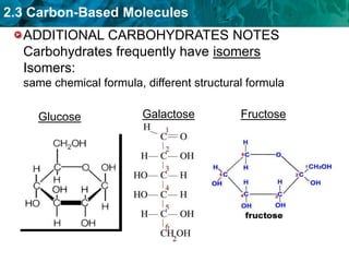 2.3 Carbon-Based Molecules
ADDITIONAL CARBOHYDRATES NOTES
Carbohydrates frequently have isomers
Isomers:
same chemical formula, different structural formula
Glucose Galactose Fructose
 