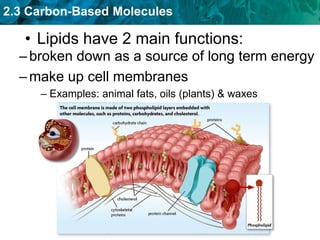 2.3 Carbon-Based Molecules
• Lipids have 2 main functions:
–broken down as a source of long term energy
–make up cell membranes
– Examples: animal fats, oils (plants) & waxes
 