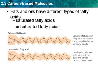 2.3 Carbon-Based Molecules
• Fats and oils have different types of fatty
acids.
–saturated fatty acids
–unsaturated fatty acids
 