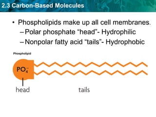 2.3 Carbon-Based Molecules
• Phospholipids make up all cell membranes.
–Polar phosphate “head”- Hydrophilic
–Nonpolar fatty acid “tails”- Hydrophobic
Phospholipid
 