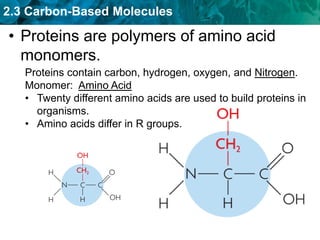 2.3 Carbon-Based Molecules
• Proteins are polymers of amino acid
monomers.
Proteins contain carbon, hydrogen, oxygen, and Nitrogen.
Monomer: Amino Acid
• Twenty different amino acids are used to build proteins in
organisms.
• Amino acids differ in R groups.
 