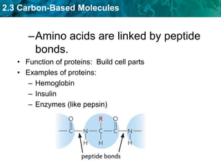2.3 Carbon-Based Molecules
–Amino acids are linked by peptide
bonds.
• Function of proteins: Build cell parts
• Examples of proteins:
– Hemoglobin
– Insulin
– Enzymes (like pepsin)
 