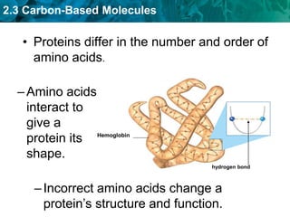 2.3 Carbon-Based Molecules
• Proteins differ in the number and order of
amino acids.
–Amino acids
interact to
give a
protein its
shape.
–Incorrect amino acids change a
protein’s structure and function.
hydrogen bond
Hemoglobin
 