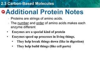 2.3 Carbon-Based Molecules
Additional Protein Notes
 Proteins are strings of amino acids.
 The number and order of amino acids makes each
enzyme different
• Enzymes are a special kind of protein
• Enzymes speed up processes in living things.
• They help break things down (like in digestion)
• They help build things (like cell parts)
 
