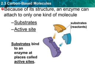 2.3 Carbon-Based Molecules
Because of its structure, an enzyme can
attach to only one kind of molecule
–Substrates
–Active site
Substrates bind
to an
enzyme at
places called
active sites.
substrates
(reactants)
 