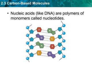 2.3 Carbon-Based Molecules
• Nucleic acids (like DNA) are polymers of
monomers called nucleotides.
 