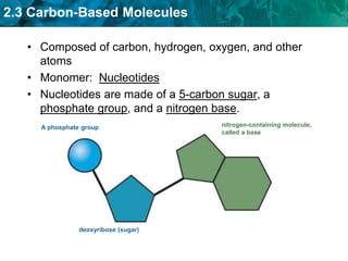 2.3 Carbon-Based Molecules
• Composed of carbon, hydrogen, oxygen, and other
atoms
• Monomer: Nucleotides
• Nucleotides are made of a 5-carbon sugar, a
phosphate group, and a nitrogen base.
A phosphate group nitrogen-containing molecule,
called a base
deoxyribose (sugar)
 