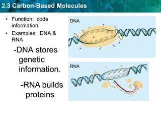 2.3 Carbon-Based Molecules
• Function: code
information
• Examples: DNA &
RNA
-DNA stores
genetic
information.
-RNA builds
proteins.
DNA
RNA
 