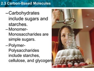 2.3 Carbon-Based Molecules
–Carbohydrates
include sugars and
starches.
–Monomer-
Monosaccharides are
simple sugars.
–Polymer-
Polysaccharides
include starches,
cellulose, and glycogen.
 