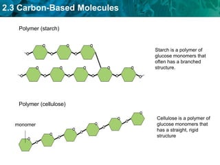 2.3 Carbon-Based Molecules
Polymer (starch)
Starch is a polymer of
glucose monomers that
often has a branched
structure.
Polymer (cellulose)
Cellulose is a polymer of
glucose monomers that
has a straight, rigid
structure
monomer
 