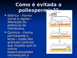 Como é evitada a
Como é evitada a
poliespermia??
poliespermia??
 Elétrica – Forma
Elétrica – Forma
inicial e rápida –
inicial e rápida –
Alteração do
Alteração do
potencial de
potencial de
membrana.
membrana.
 Química – Forma
Química – Forma
permanente e
permanente e
lenta – fusão dos
lenta – fusão dos
grânulos corticais
grânulos corticais
que impede que os
que impede que os
outros
outros
espermatozóides
espermatozóides
reconheçam a
reconheçam a
 