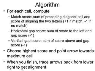 Algorithm
• For each cell, compute
– Match score: sum of preceding diagonal cell and
score of aligning the two letters (+1 if match, -1 if
no match)
– Horizontal gap score: sum of score to the left and
gap score (-1)
– Vertical gap score: sum of score above and gap
score (-1)
• Choose highest score and point arrow towards
maximum cell
• When you finish, trace arrows back from lower
right to get alignment
 
