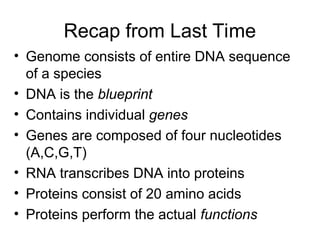 Recap from Last Time
• Genome consists of entire DNA sequence
of a species
• DNA is the blueprint
• Contains individual genes
• Genes are composed of four nucleotides
(A,C,G,T)
• RNA transcribes DNA into proteins
• Proteins consist of 20 amino acids
• Proteins perform the actual functions
 