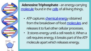 BIO 2.1 ATP AND ADP CYCLE_ENERGY LEC.pptx