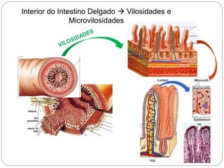 Interior do Intestino Delgado  Vilosidades e
Microvilosidades
 