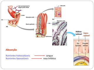 Intestino Delgado -
Jejunoíleo AAs
+
Açúcares
Sangue
Ac graxos
+
Glicerol
Linfa
Hidros-
solúvel
Lipos-
solúvel
Absorção
Nutrientes hidrossolúveis sangue
Nutrientes lipossolúveis vaso linfático
 