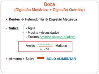 Boca
(Digestão Mecânica + Digestão Química)
 Dentes  Heterodontia  Digestão Mecânica
• Saliva: - Água
- Mucina (viscosidade)
- Enzima Amilase salivar (ptialina)
Amido Maltose
 Alimento + Saliva BOLO ALIMENTAR
pH = 7,0
Amilase salivar
 