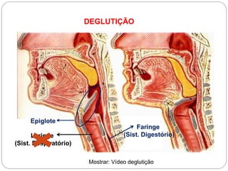 DEGLUTIÇÃO
Mostrar: Vídeo deglutição
Epiglote
Laringe
(Sist. Respiratório)
Faringe
(Sist. Digestório)
 
