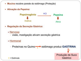  Mucina recobre parede do estômago (Proteção)
 Ativação da Pepsina:
 Regulação da Secreção Gástrica:
Nervosa
• visão, mastigação ativam secreção gástrica
Hormonal
• Proteínas no Quimo estômago produz GASTRINA
HCl
+
+
Inativa Ativa
Produção de Suco
Gástrico
Pepsinogênio Pepsina
+ = Estimula
 