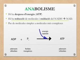 ANABOLISME 
• Hi ha despesa d’energia (ATP) 
• Hi ha reducció de molècules i oxidació del NADH  NAD. 
• Pas de molècules simples a molècules més complexes 
 