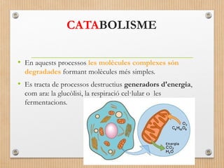 CATABOLISME 
• En aquests processos les molècules complexes són 
degradades formant molècules més simples. 
• Es tracta de processos destructius generadors d'energia, 
com ara: la glucòlisi, la respiració cel·lular o les 
fermentacions. 
 