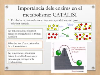 Importància dels enzims en el 
metabolisme: CATÀLISI 
• En els éssers vius moltes reaccions no es produirien amb prou 
velocitat perquè: 
Les concentracions són molt 
baixes: les molècules no es troben 
fàcilment 
Si ho fan, han d’estar orientades 
de la forma correcta 
Les temperatures són massa 
baixes, les molècules no tenen 
prou energia per superar la 
repulsió mútua 
 