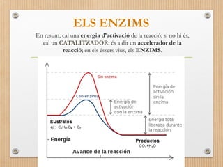 ELS ENZIMS 
En resum, cal una energia d’activació de la reacció; si no hi és, 
cal un CATALITZADOR: és a dir un accelerador de la 
reacció; en els éssers vius, els ENZIMS. 
 