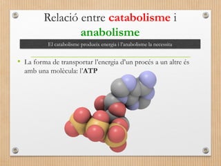 Relació entre catabolisme i 
anabolisme 
El catabolisme produeix energia i l’anabolisme la necessita 
• La forma de transportar l’energia d’un procés a un altre és 
amb una molècula: l’ATP 
 