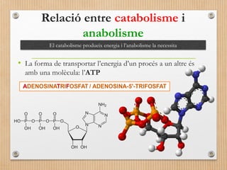 Relació entre catabolisme i 
anabolisme 
El catabolisme produeix energia i l’anabolisme la necessita 
• La forma de transportar l’energia d’un procés a un altre és 
amb una molècula: l’ATP 
 
