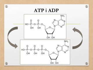 ATP i ADP 
 